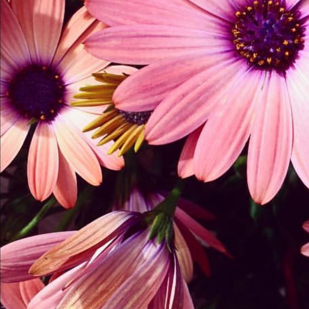 Meet your Posher, Lindsey